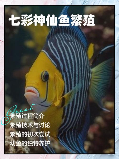 七彩养一个品种还是多个品种？-图3