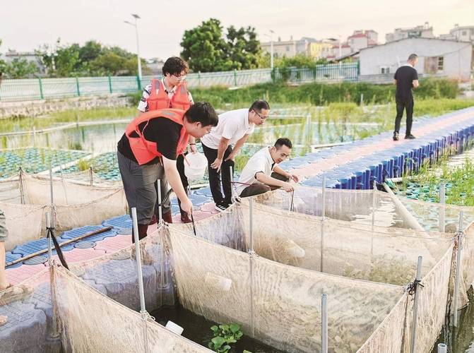 黄海2号对虾养殖技术关键点有哪些？-图2