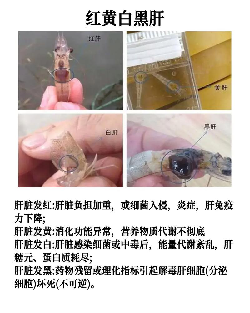 黄海2号对虾养殖技术关键点有哪些？-图1