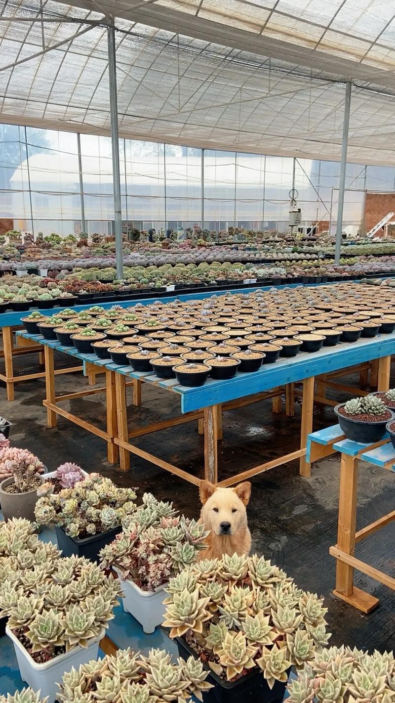 大棚多肉种植技术加盟-图1