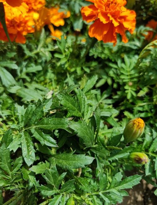 万寿菊春播选啥品种？-图1