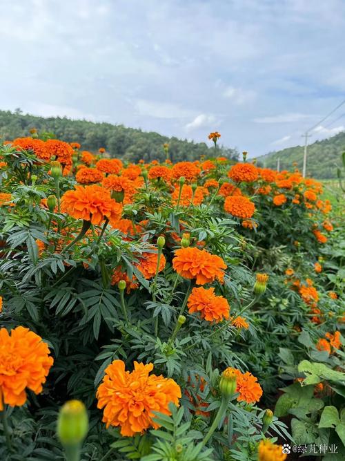 万寿菊春播选啥品种？-图2