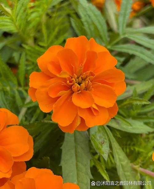 万寿菊春播选啥品种？-图3