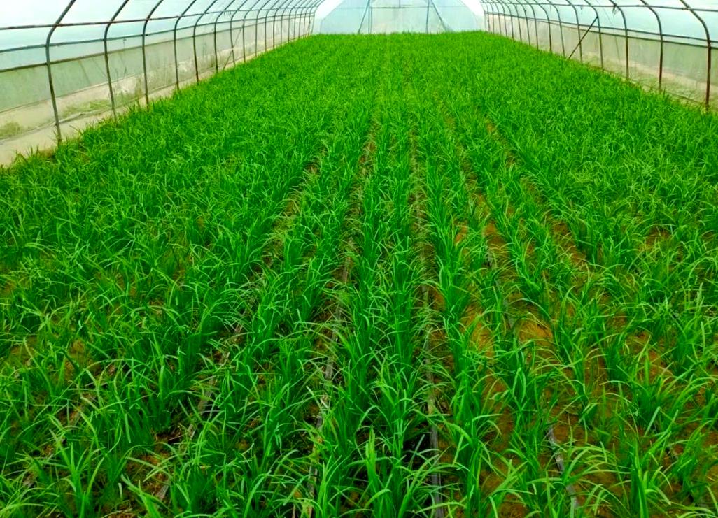 高产韭菜种植技术视频-图1 高产韭菜种植技术视频-图1