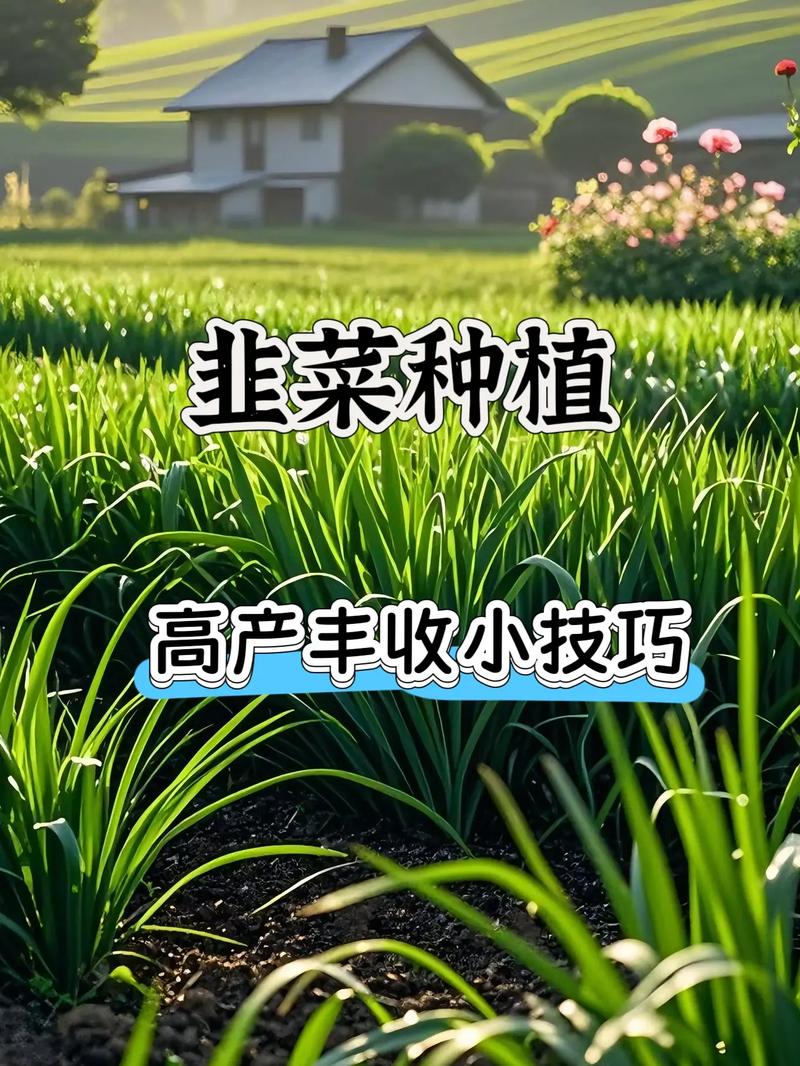 高产韭菜种植技术视频-图3 高产韭菜种植技术视频-图3