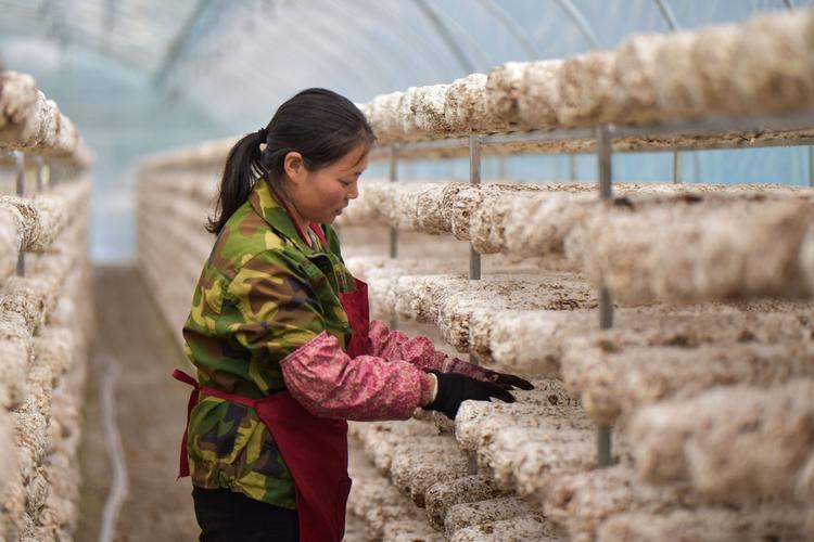 食用菌种培养技术视频,新手能学会吗?-图1 食用菌种培养技术视频,新手能学会吗?-图1