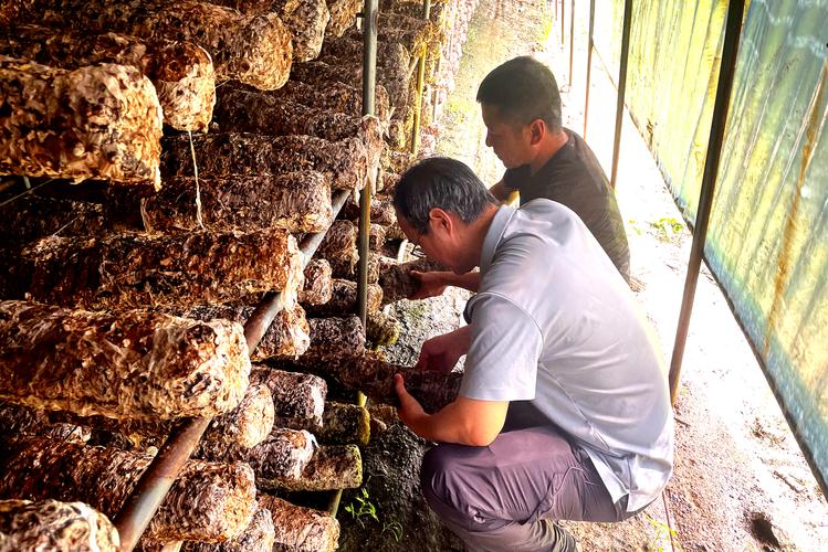 食用菌种培养技术视频,新手能学会吗?-图3 食用菌种培养技术视频,新手能学会吗?-图3