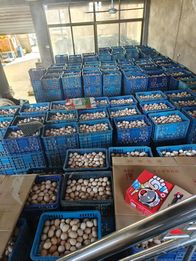 河北鸡蛋批发价最新多少?-图2 河北鸡蛋批发价最新多少?-图2