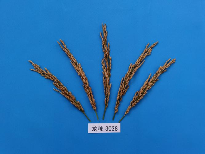 龙粳51品种产量和抗性如何？-图1