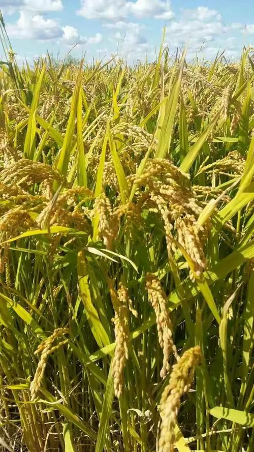 龙粳51品种产量和抗性如何？-图2