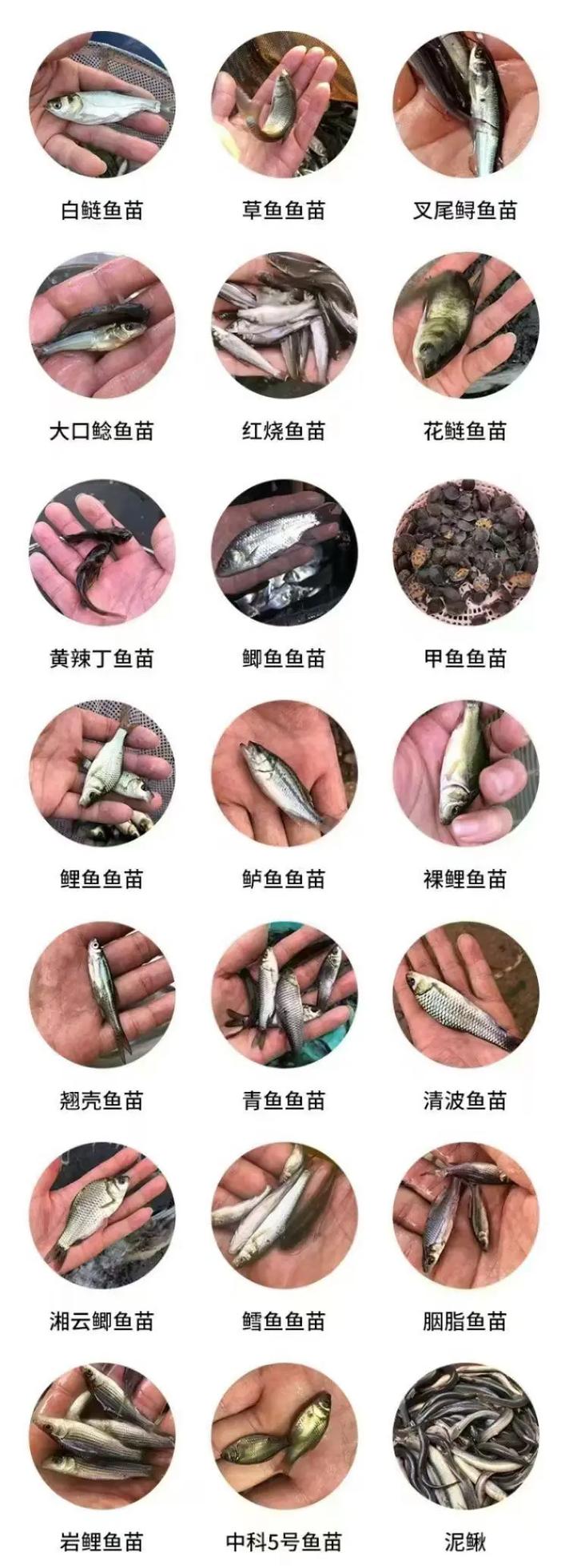 农广天地鲢鱼养殖技术-图2