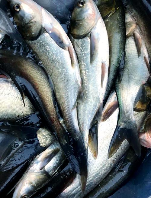 农广天地鲢鱼养殖技术-图1