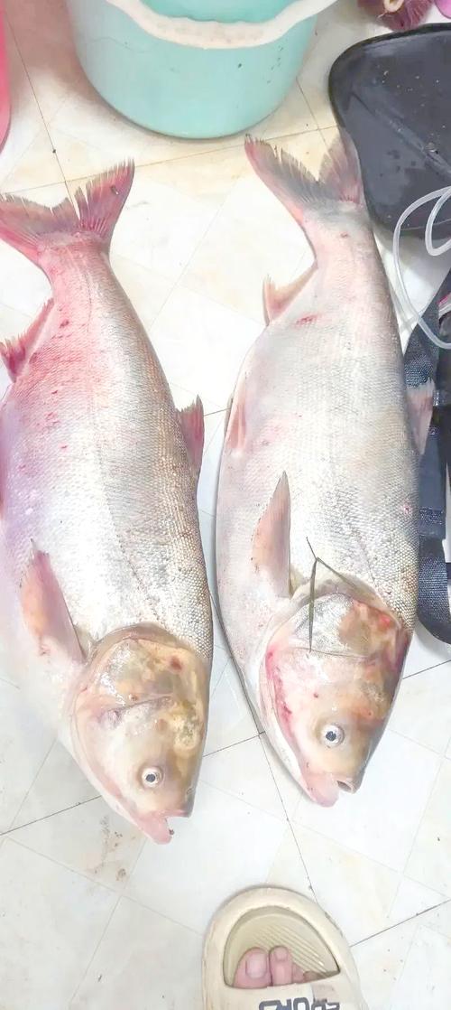 农广天地鲢鱼养殖技术-图3