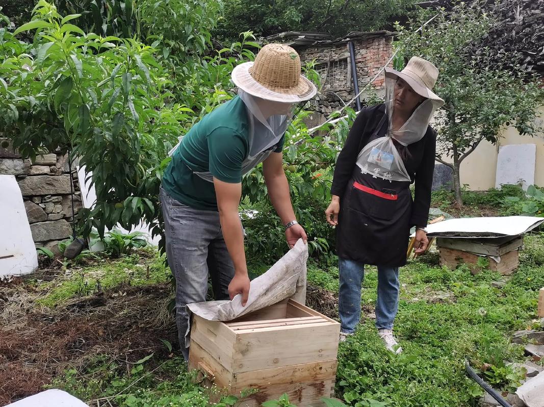 中蜂高产饲养技术视频，如何掌握核心要点？-图1