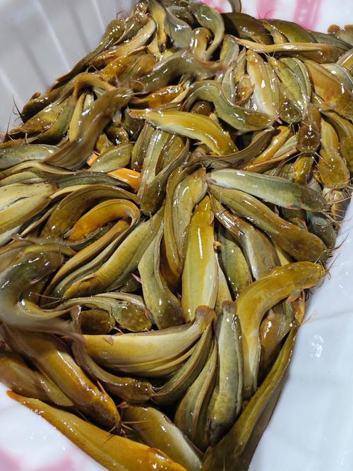 广西鲶鱼批发价现在多少钱一斤？-图1