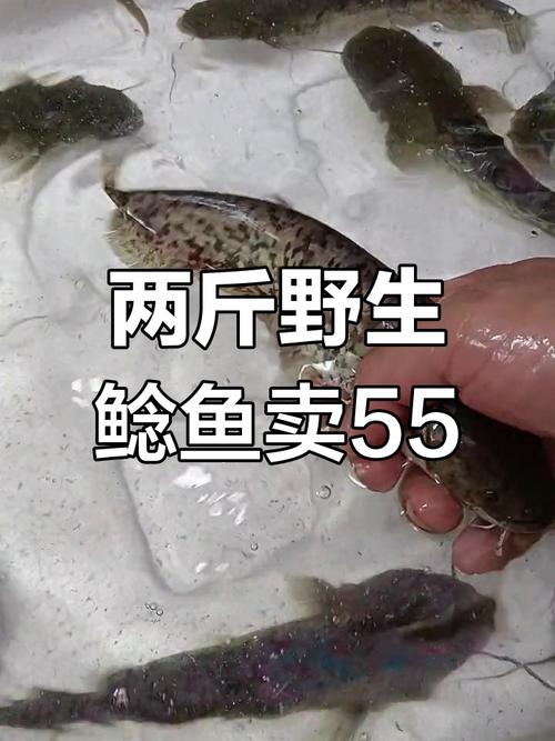 广西鲶鱼批发价现在多少钱一斤？-图2