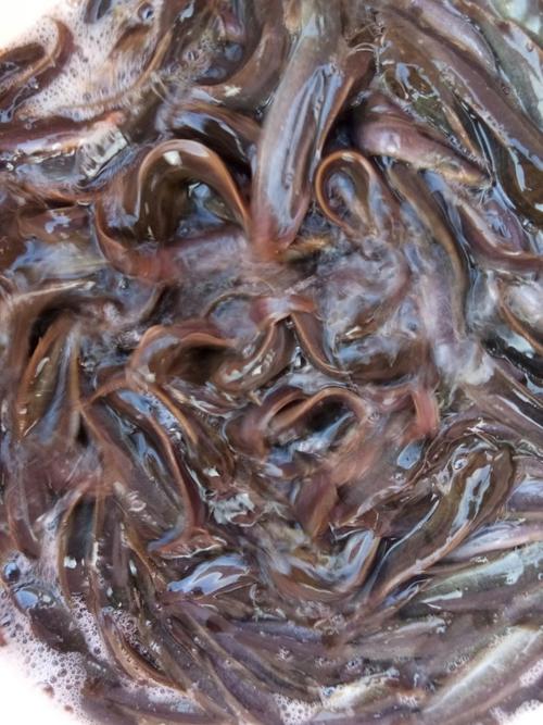 广西鲶鱼批发价现在多少钱一斤？-图3