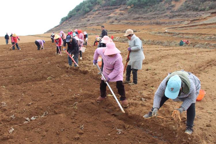 党参种植技术与价格有何关联？-图1