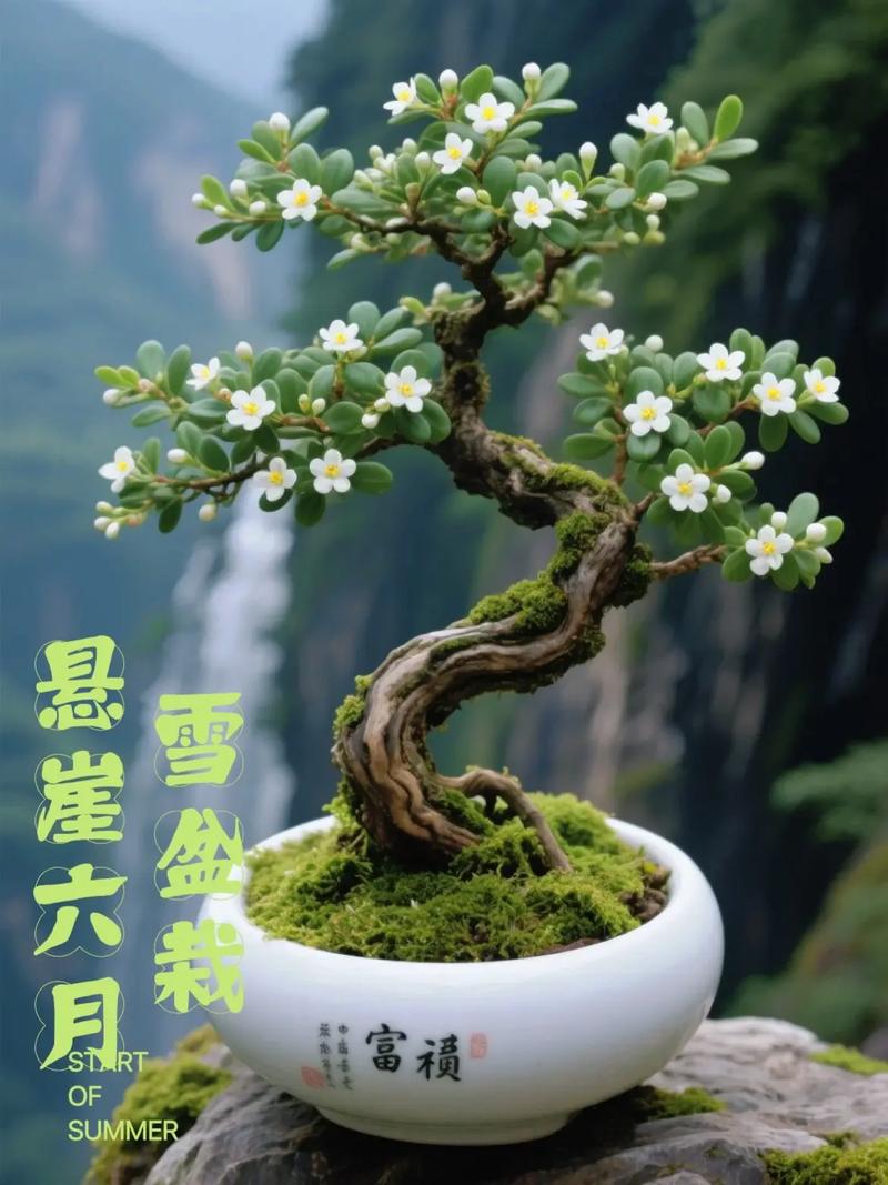 六月雪哪个品种最名贵？-图1