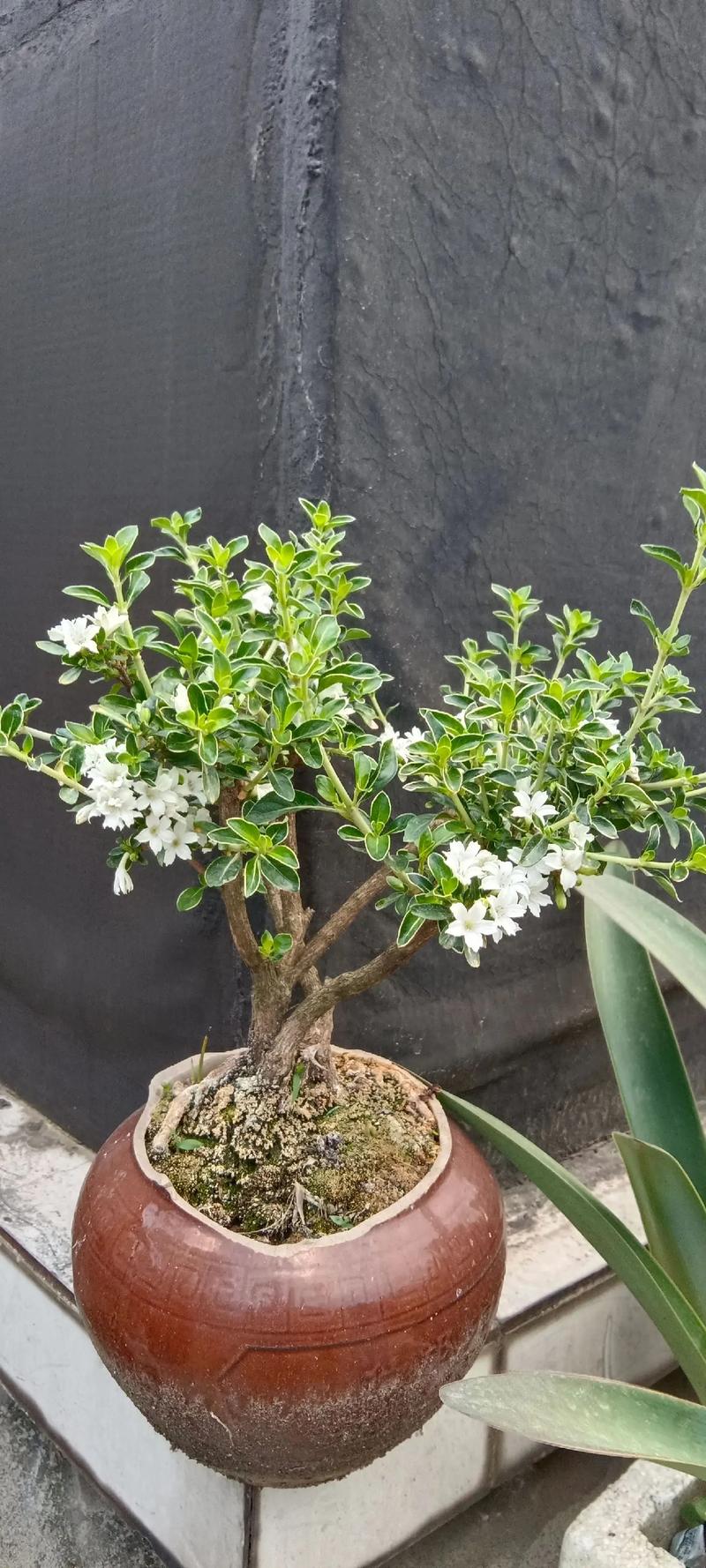 六月雪哪个品种最名贵？-图2