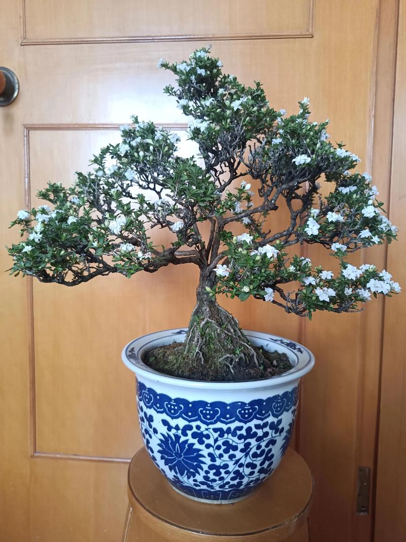 六月雪哪个品种最名贵？-图3