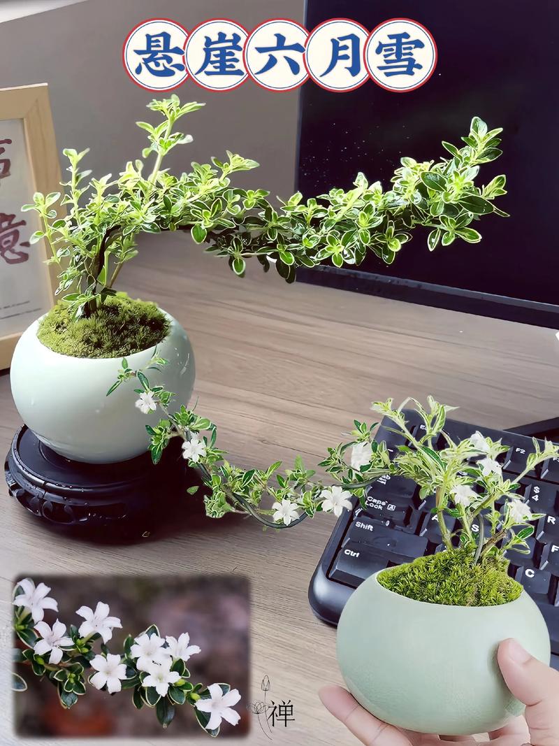 六月雪哪个品种最好养又好看？-图1
