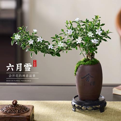 六月雪哪个品种最好养又好看？-图3