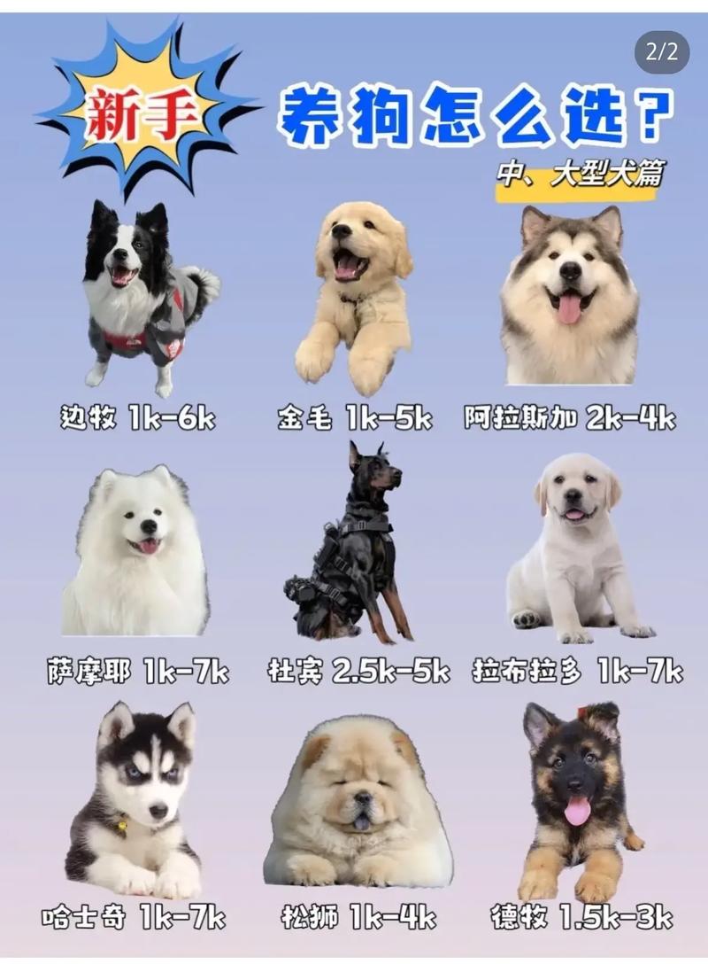 肉狗一组价格多少？-图1