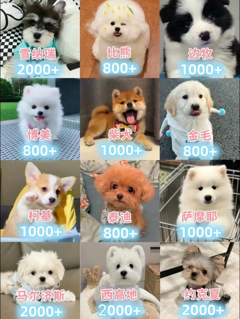 肉狗一组价格多少？-图2