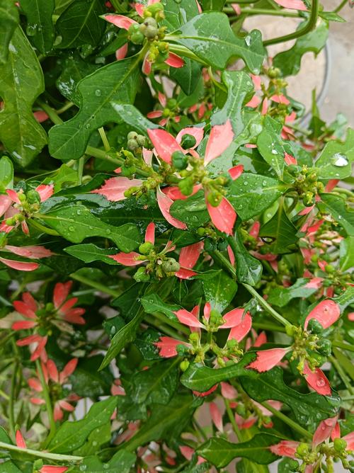 哪些一品红品种颜值最高？-图1