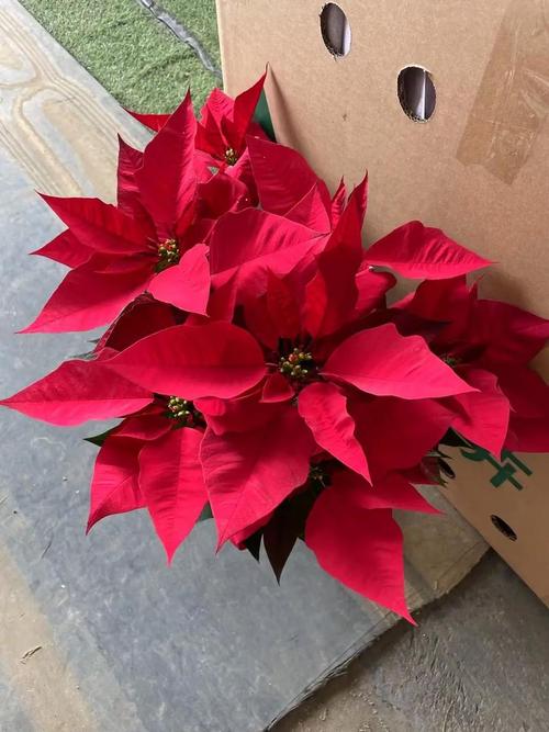 哪些一品红品种颜值最高？-图2