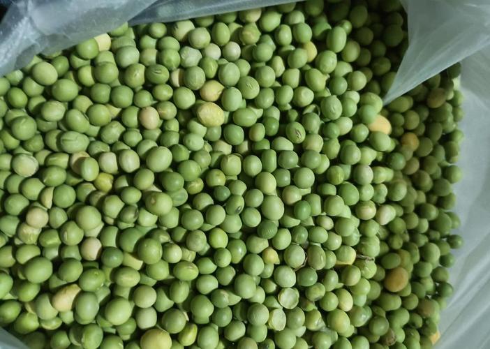 绿豆有统一成熟的品种吗？-图1