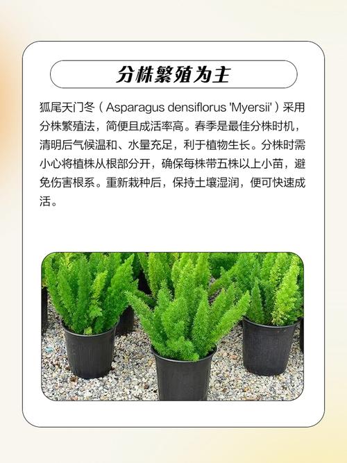狐狸繁殖期养殖技术要点有哪些？-图1
