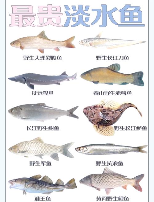 哪些鱼类是主要经济水产品？-图3