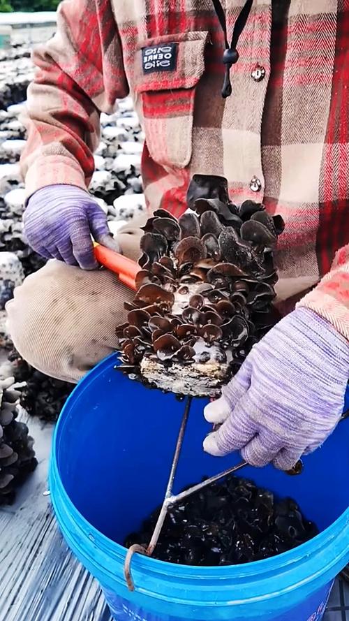 木耳菌种怎么种？视频技术要点有哪些？-图1