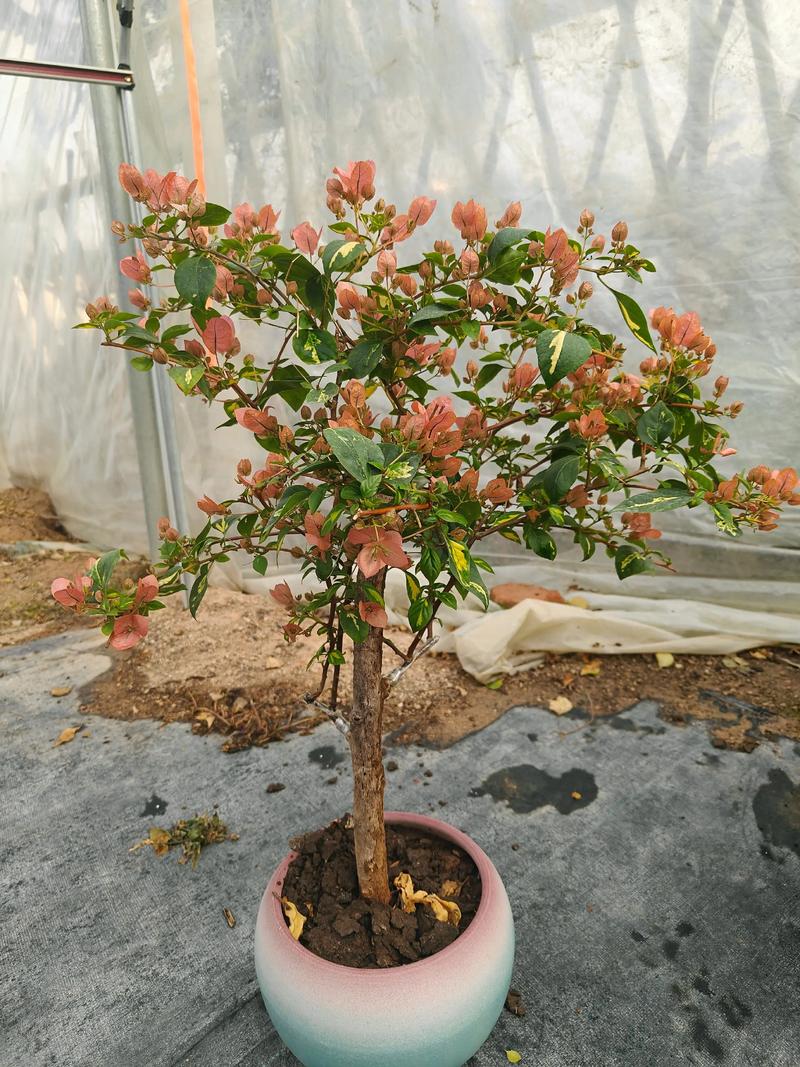 双色三角梅的叶色为何独特？-图3