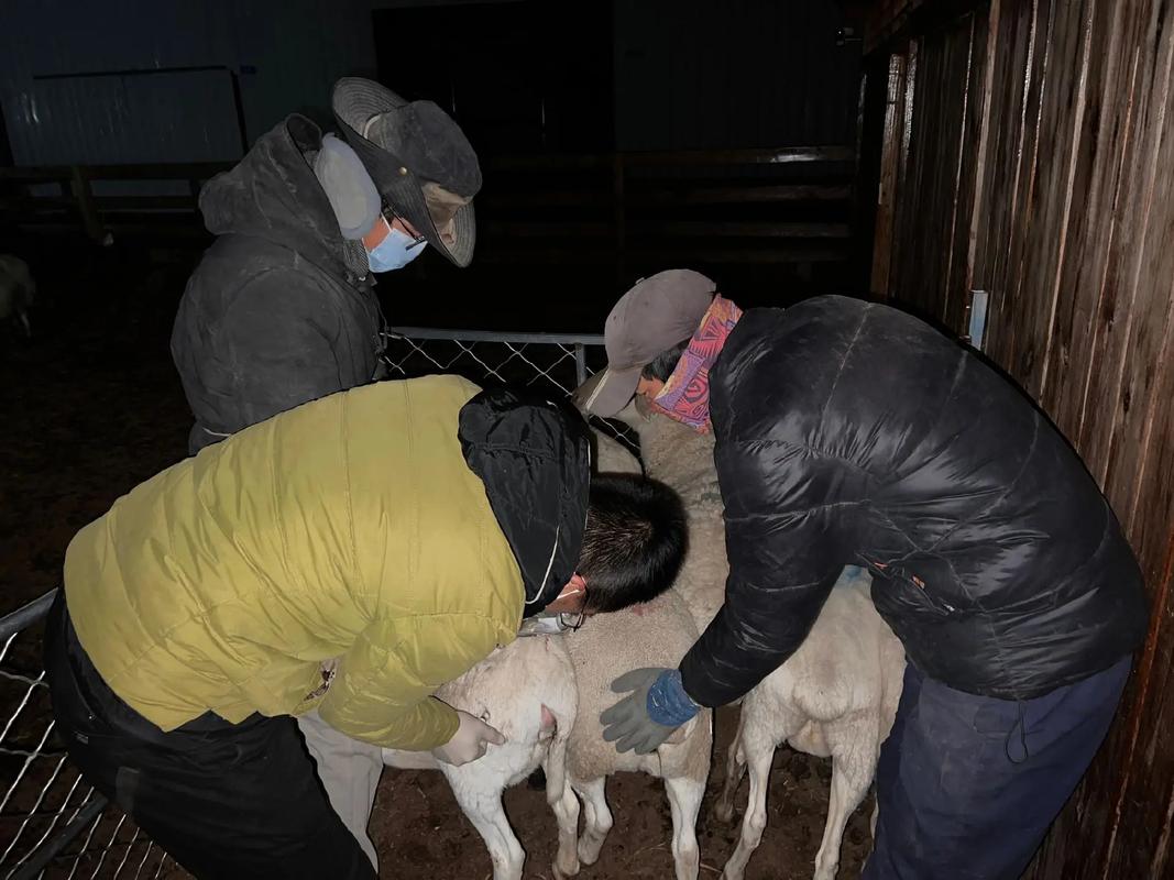 泥鳅人工取精技术视频怎么做？-图1