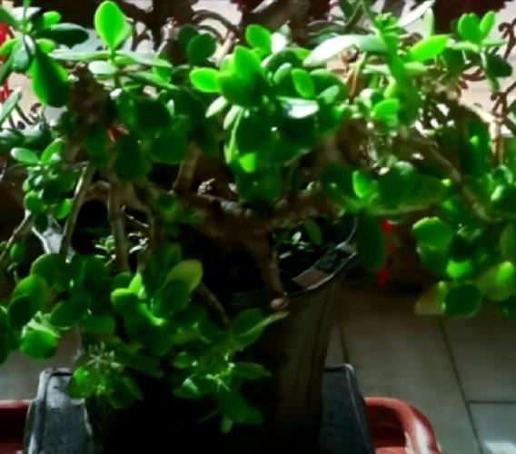 万年青花品种究竟有多少？-图2