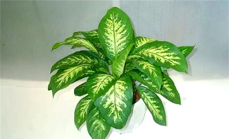 万年青花品种究竟有多少？-图1