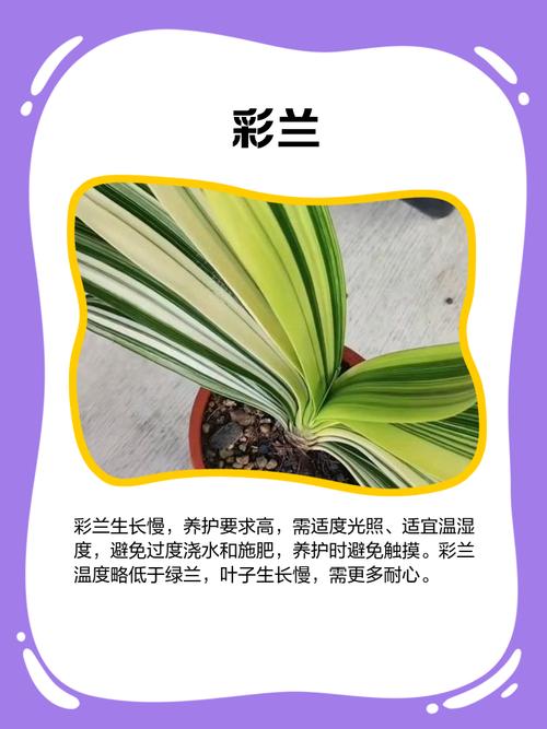 君子兰五大品种具体是哪些?-图1 君子兰五大品种具体是哪些?-图1