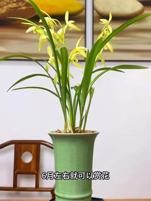 四季兰有哪些常见品种？-图3