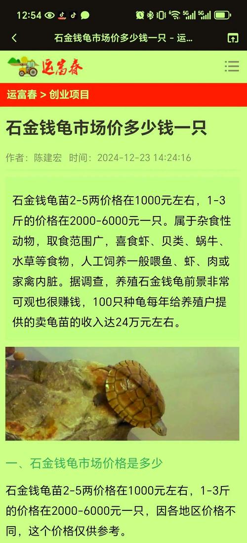金钱龟品种价格差异有多大？-图1