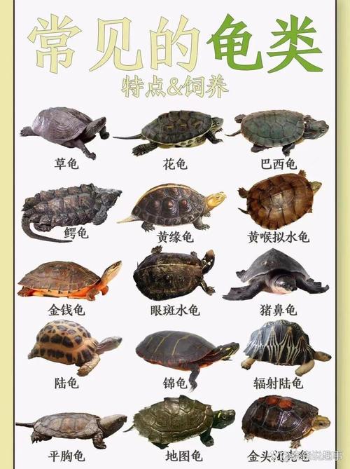 金钱龟品种价格差异有多大？-图2