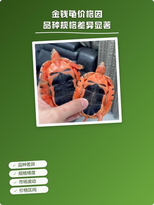 金钱龟品种价格差异有多大？-图3