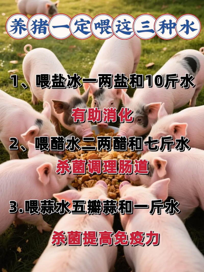 种母猪饲养管理有何关键技术？-图1