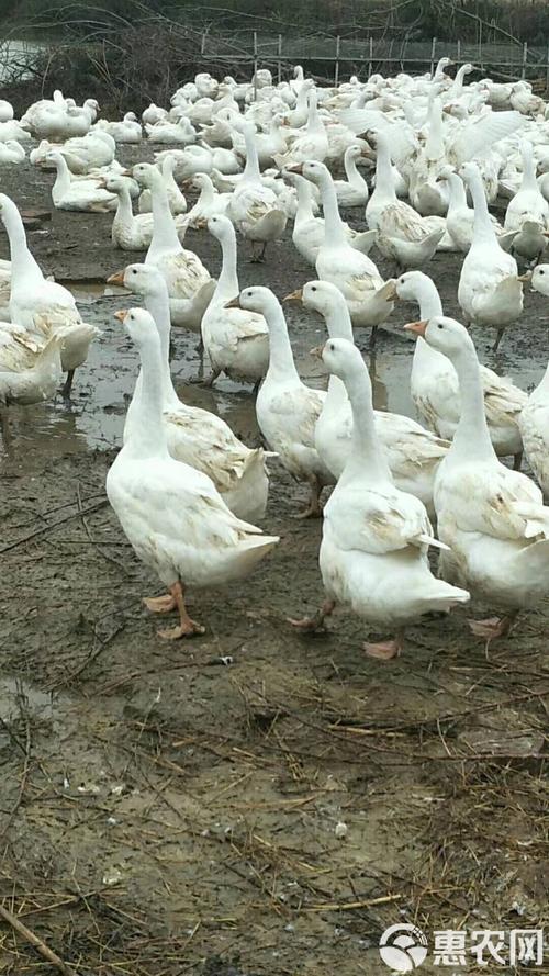 四川本地纯土鹅品种有哪些？-图1