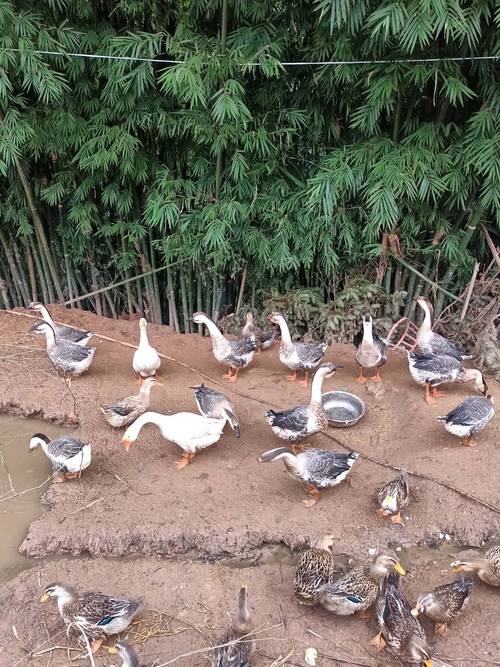 四川本地纯土鹅品种有哪些？-图2