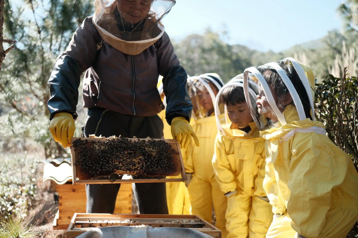 中蜂秋季管理有哪些关键技术？-图3