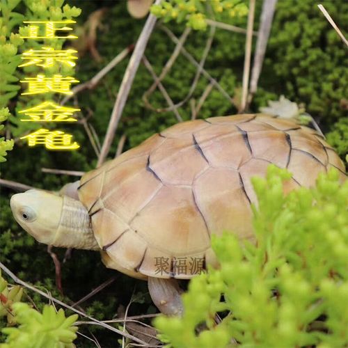 金头龟六品种，哪种更具观赏价值？-图1