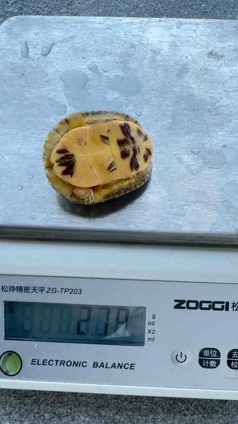 金头龟六品种，哪种更具观赏价值？-图2